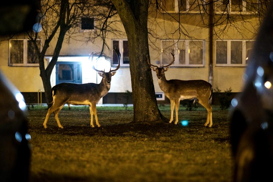 Zdjęcie pojedyncze - II miejsce w kategorii ŚRODOWISKO