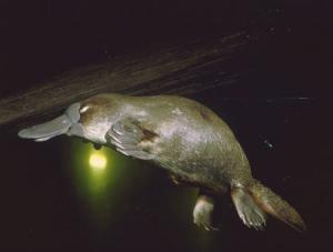 Diving platypus --- Image by © Hans Reinhard/zefa/Corbis