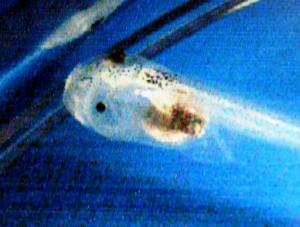 Nobel dla autora metody in vitro