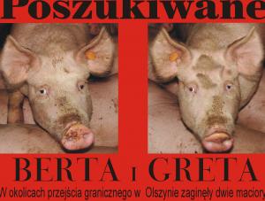 Dwie świnie wybrały wolność i zbiegły do polskiego lasu